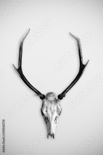 Deer skull with big antlers on a white background.