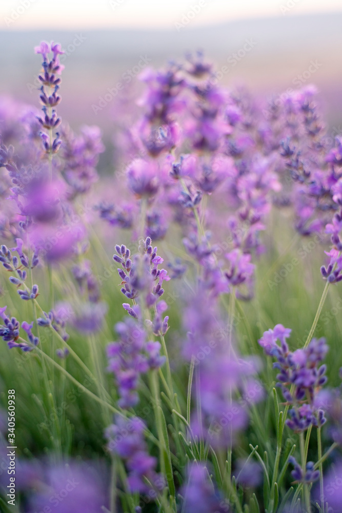 Lavender field on a sunny day, lavender bushes in rows Lavender field on a sunny day, lavender bushes in rows