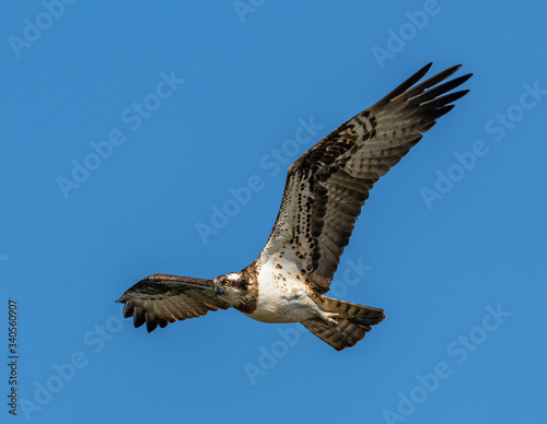 river hawk or western osprey  Pandion haliaetus  in flight