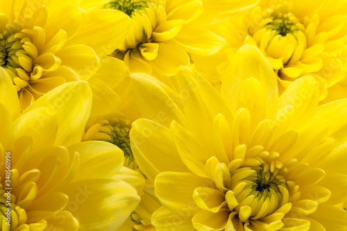 Head of delicate yellow chrysanthemums flowers top view macro © Emma