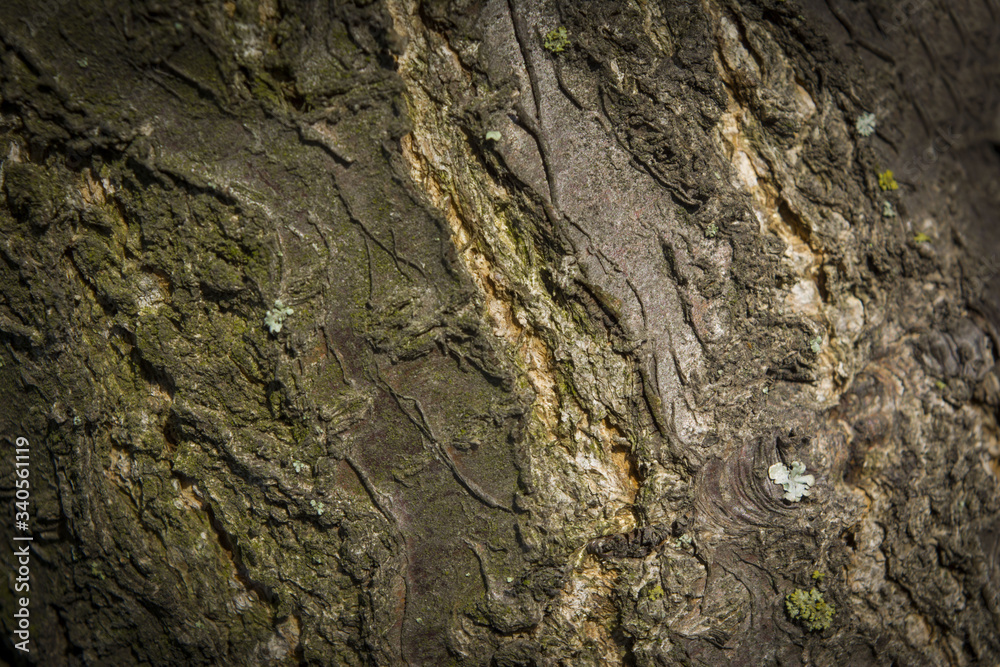 apricot bark texture have shades of green apricot bark texture have shades of green