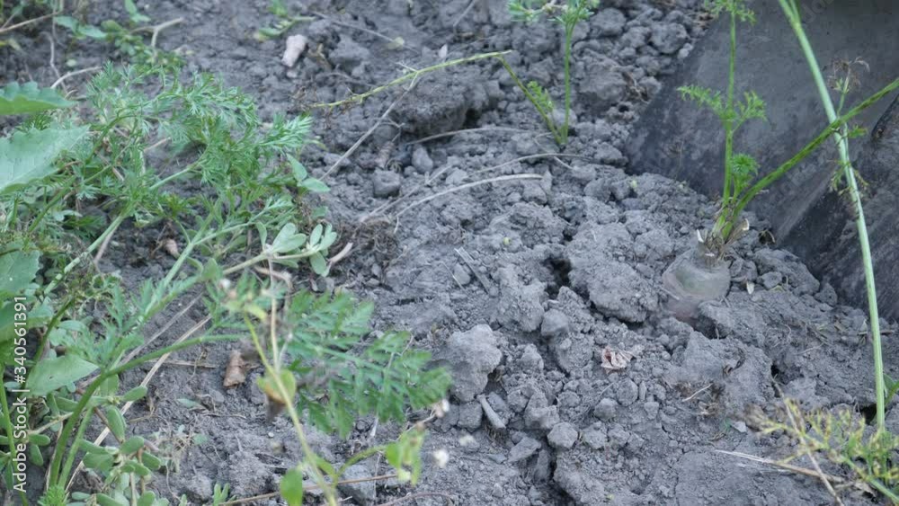 Fresh ripe carrots in vegetable garden in nature. Farmer hand harvest vegetables, agriculture production in greenhouse concept Fresh ripe carrots in vegetable garden in nature. Farmer hand harvest vegetables, agriculture production in greenhouse concept