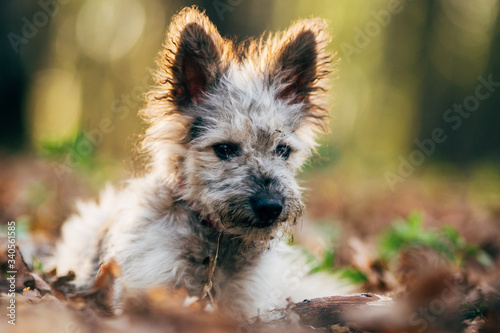 Cute little adopted mix-breed puppy having fun in the forest. 