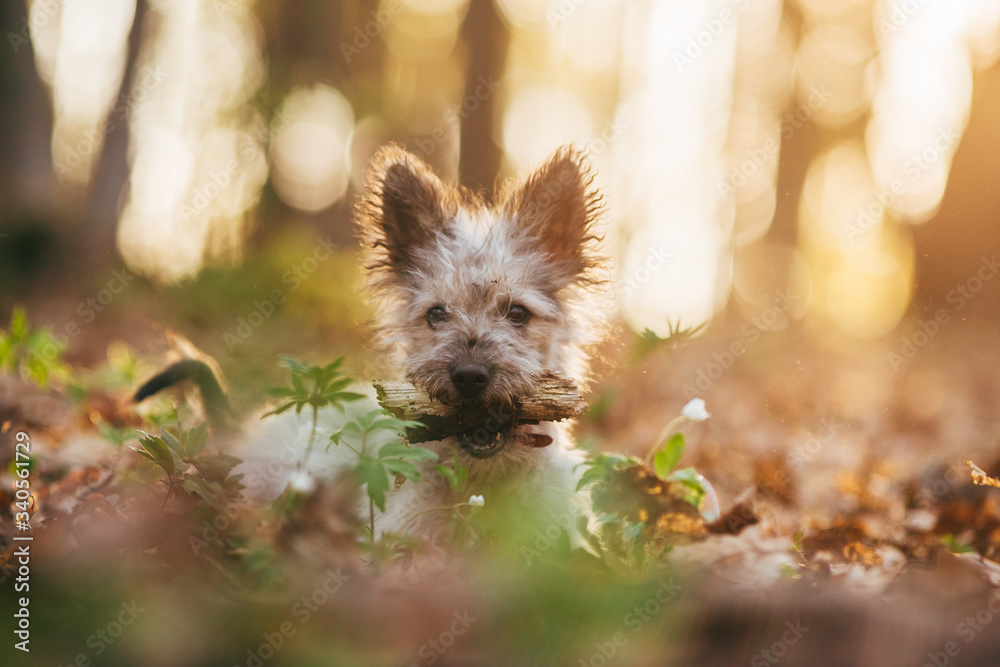Cute little adopted mix-breed puppy having fun in the forest. Cute little adopted mix-breed puppy having fun in the forest.