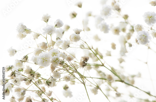 Small delicate flowers on a white background closeup
