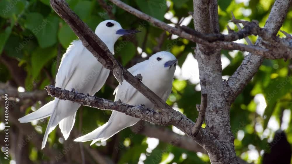 Vibrant Shot of Two White Terns Preening While Sitting on a Branch on a Tropical Island With Sun Flare Vibrant Shot of Two White Terns Preening While Sitting on a Branch on a Tropical Island With Sun Flare