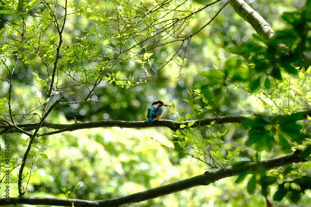 kingfisher on branch kingfisher on branch