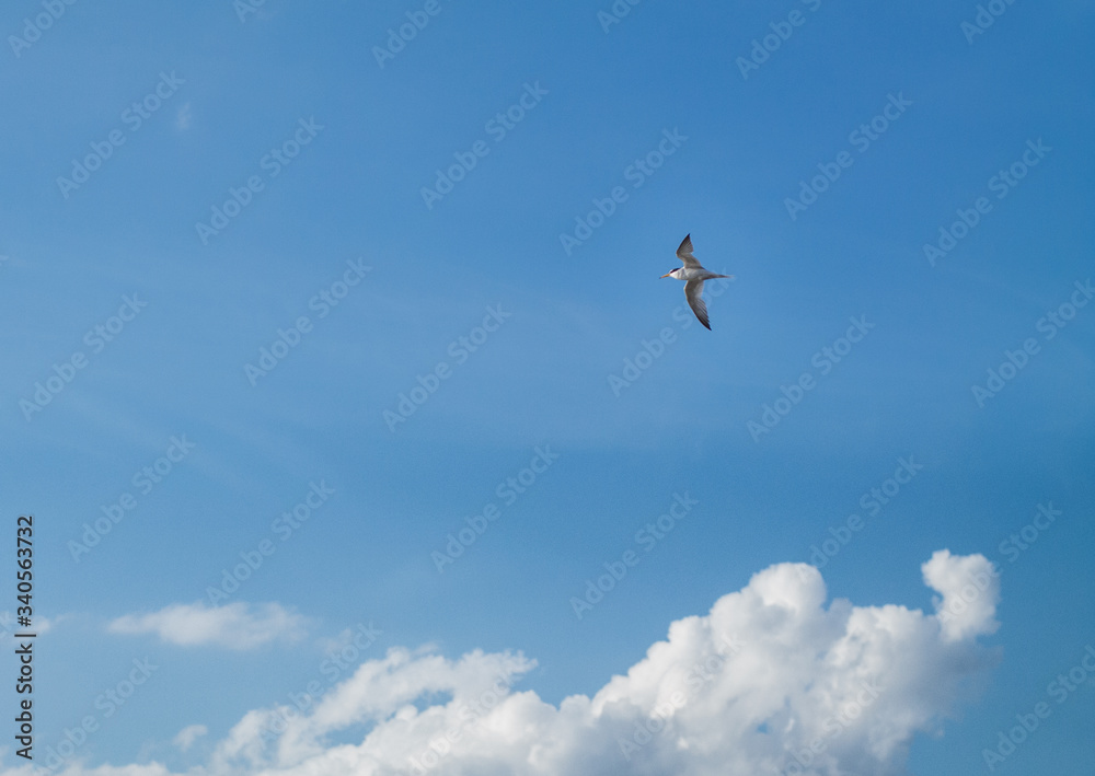 seagull flying in the sky