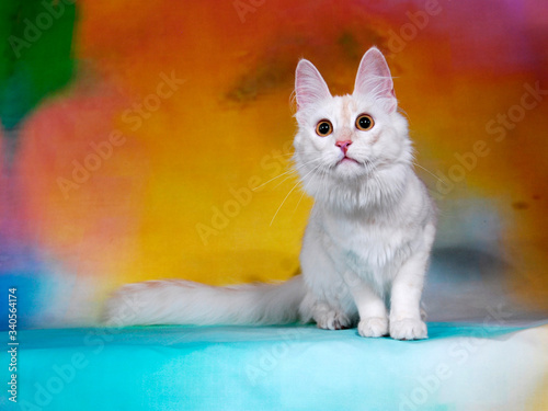 cat show on background full of color photo