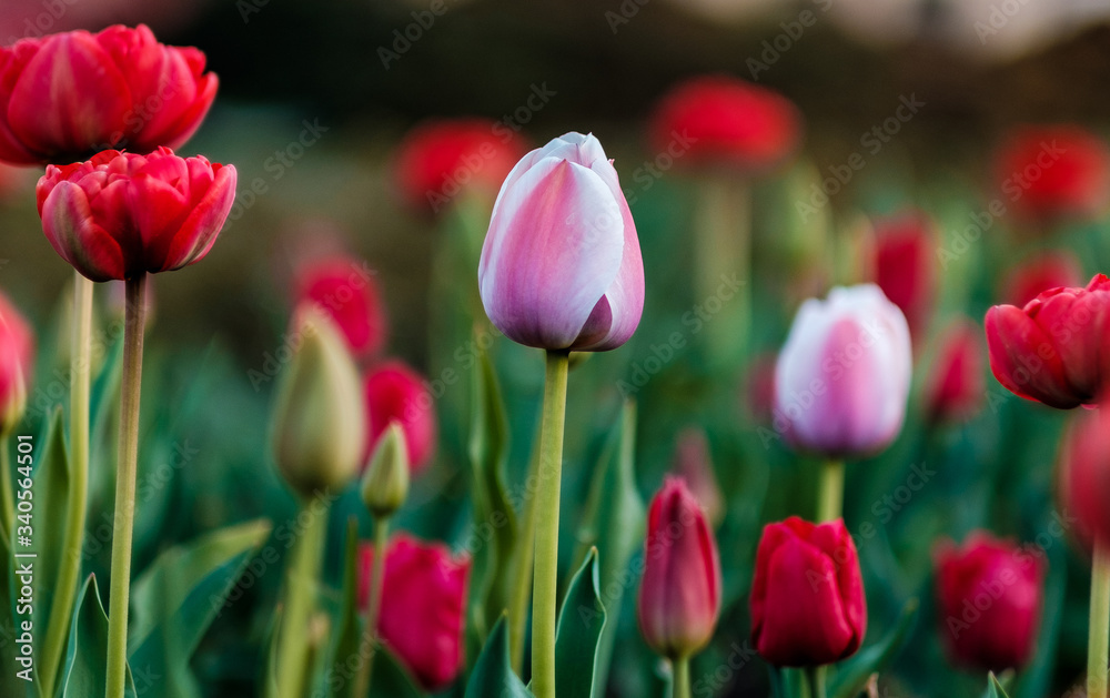 Pink violet tulip with blurred tulips in the background Pink violet tulip with blurred tulips in the background