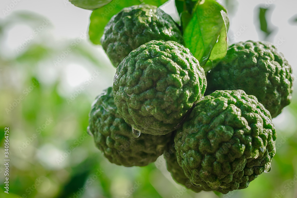 Obraz premium Green kaffir lime