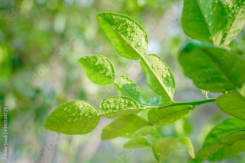 Green kaffir lime