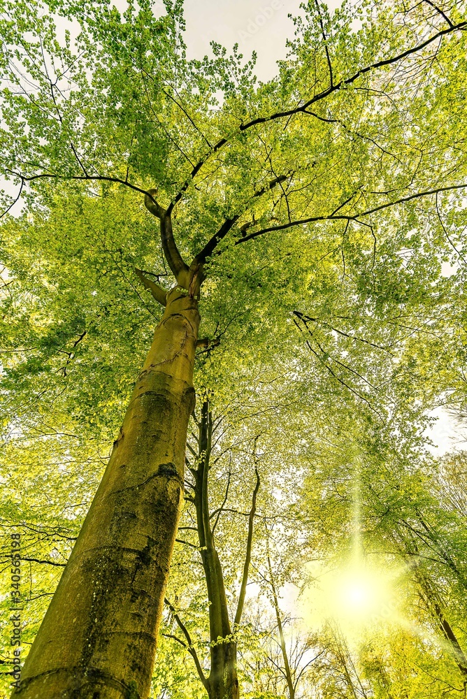 Fototapeta premium Baum Stamm mit Sonne im Frühling