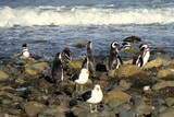 Magdalena Island  Magellanic penguin Chile