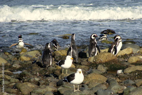 Magdalena Island Magellanic penguin Chile