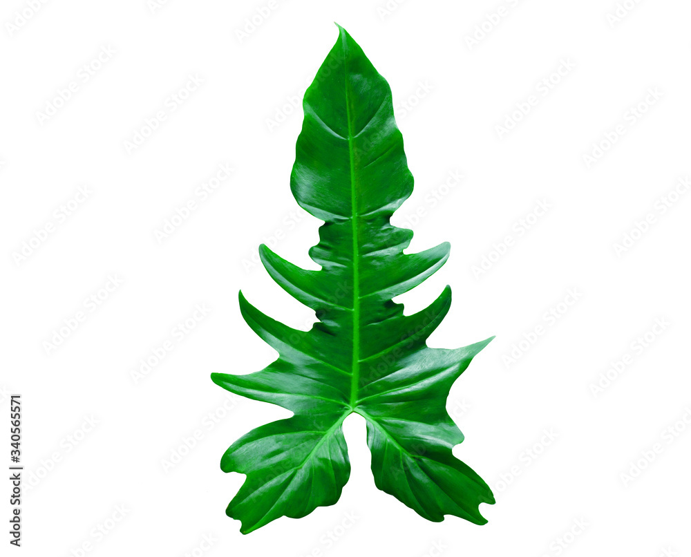 Beautiful Tropical green leaf isolated on white background for design elements, Flat lay Beautiful Tropical green leaf isolated on white background for design elements, Flat lay