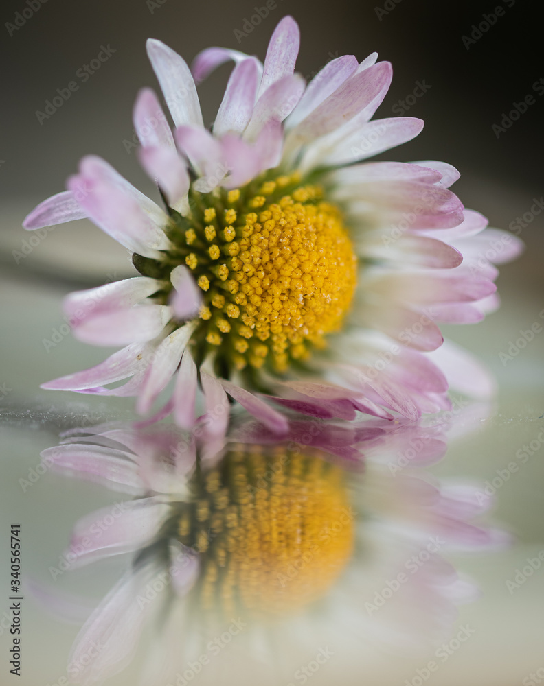 margherita appoggiata su specchio che ne mostra il riflesso margherita appoggiata su specchio che ne mostra il riflesso