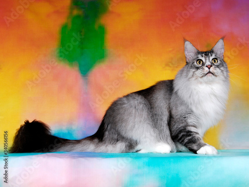 cat show on background full of color photo