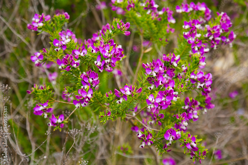 Fototapeta premium polygala myrtifolia blossom