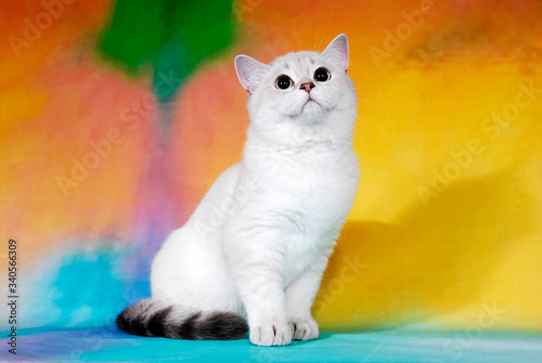 cat show on background full of color photo