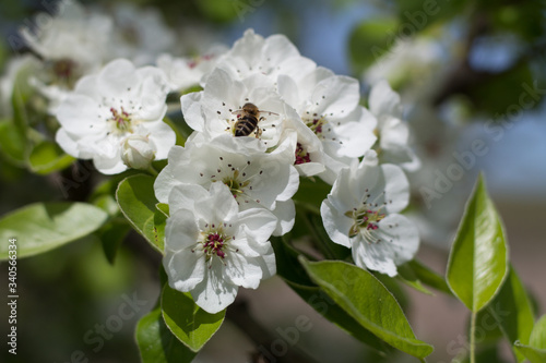 Bee on apple tree spring flowers