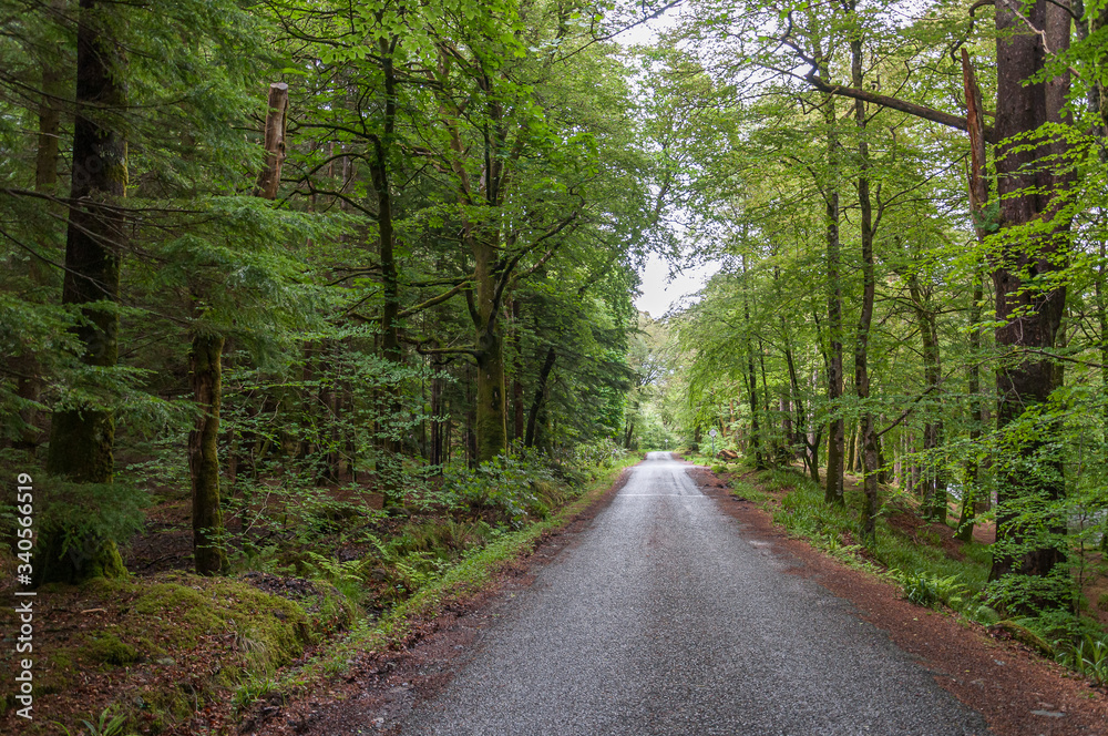 Road cutting through a wood with bright green leaves, Glencoe, Scottish Highlands. Concept: Scottish famous panoramas, mysterious ancient places, Scottish nature Road cutting through a wood with bright green leaves, Glencoe, Scottish Highlands. Concept: Scottish famous panoramas, mysterious ancient places, Scottish nature