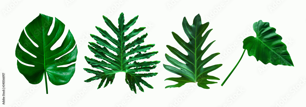 set of green tropical leaves on  white background for design elements, Flat lay