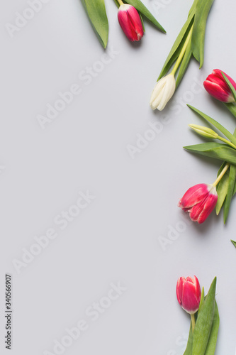 Tulips flat lay with pink and white flowrs on blue background