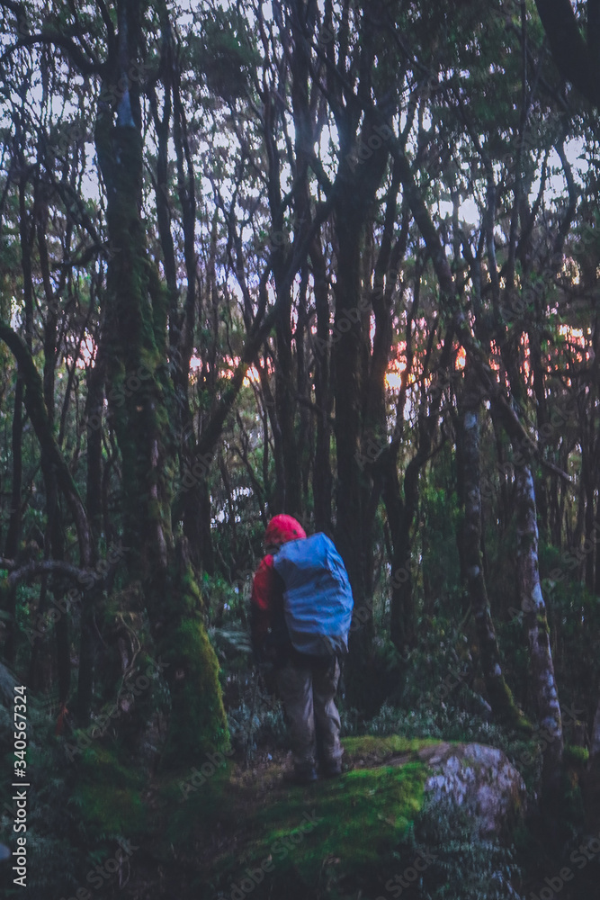 man in the forest in Mt. Apo, Philippines