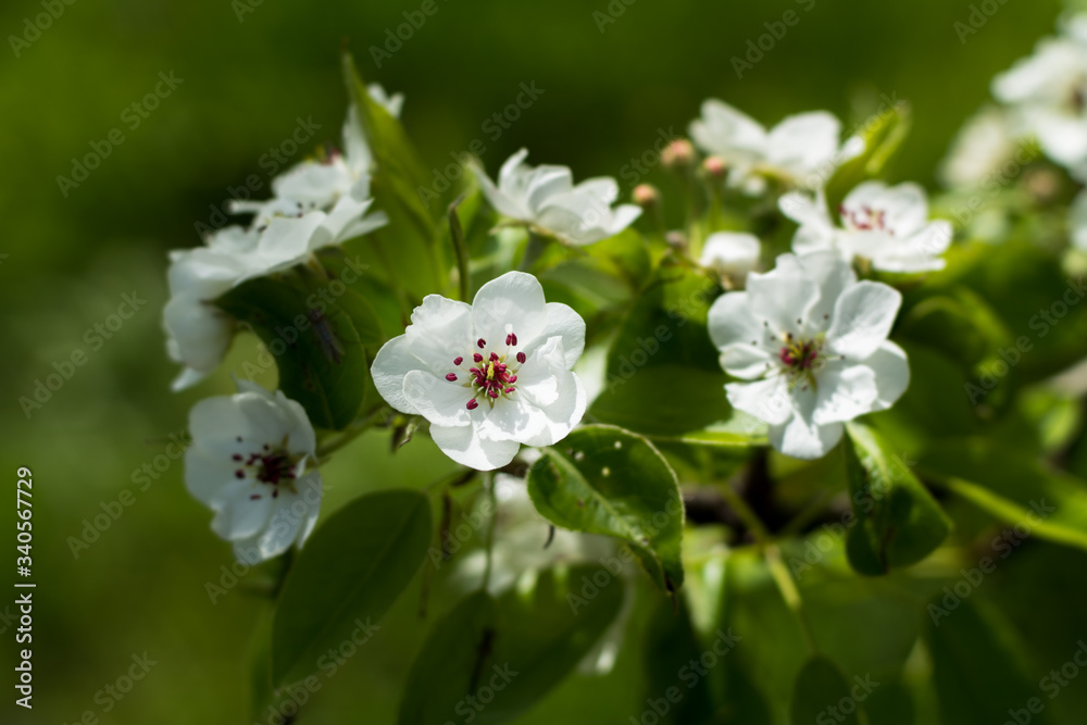 Apple tree spring flowers Apple tree spring flowers