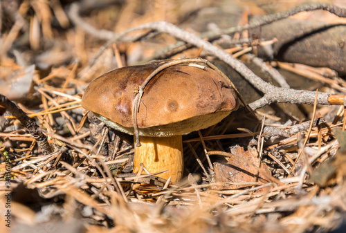 Popular and delicious edible mushroom.