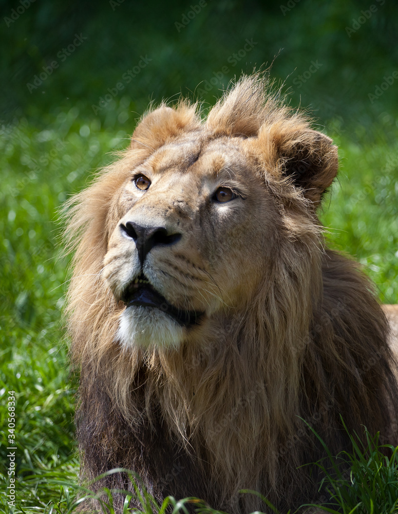 Lion Lion