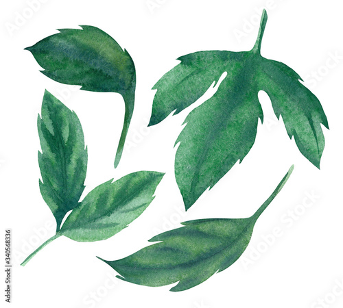 watercolour set of green leafs of peonies, good for DIY and craft projects, for creating teplates,post cards, invitation