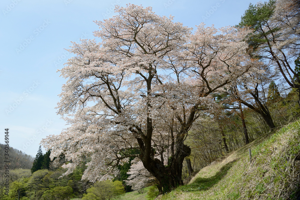 新田の大山桜