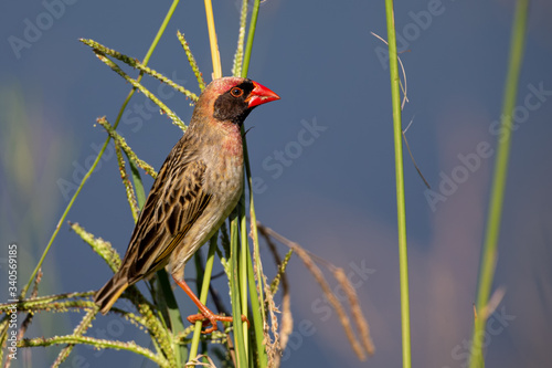 Red Billed Quelea bird sitting in stems of grass to eat fresh seeds photo