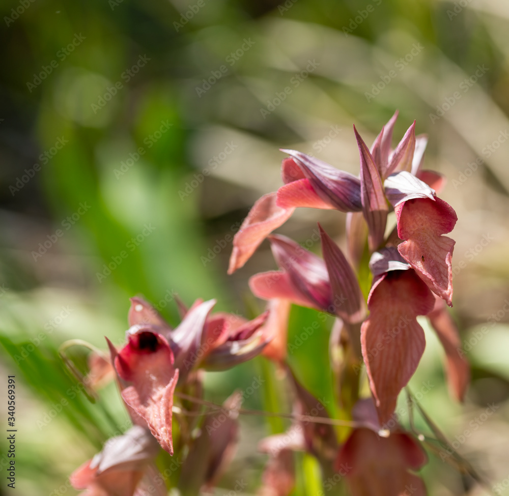 Fototapeta premium Close-up of beautiful vibrant pink orchid