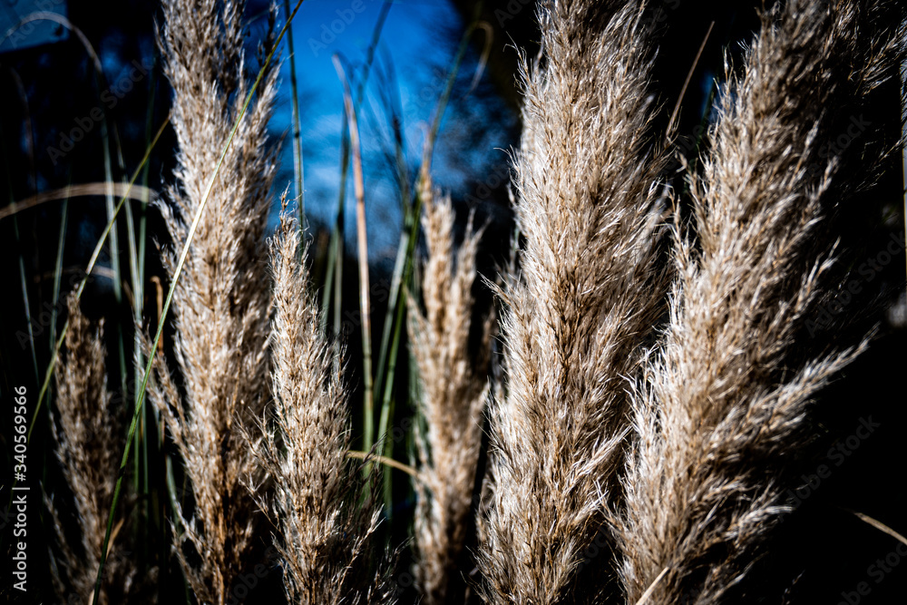 Fototapeta premium golden wheat field