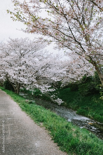 桜並木