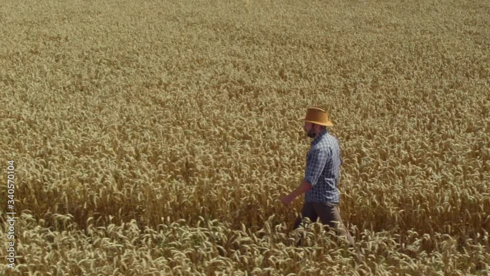 Farmer in Hat in Young Wheat Field and Examining Crop. Aerial View Man Walking Through Wheat Field. Wheat Field Farmer Walking Landscape Nature Agriculture Growth Drone Footage Man Sky. 4K UHD Farmer in Hat in Young Wheat Field and Examining Crop. Aerial View Man Walking Through Wheat Field. Wheat Field Farmer Walking Landscape Nature Agriculture Growth Drone Footage Man Sky. 4K UHD