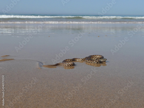 Horseshoe whip snake (Specie: Hemorrhois hippocrepis. Family: Colubridae), slithering on the beach in Tarifa. Spain.