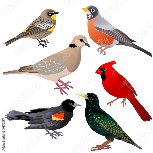 Common North American birds as red-winged blackbird, warbler, pigeon, robin and starling are sitting