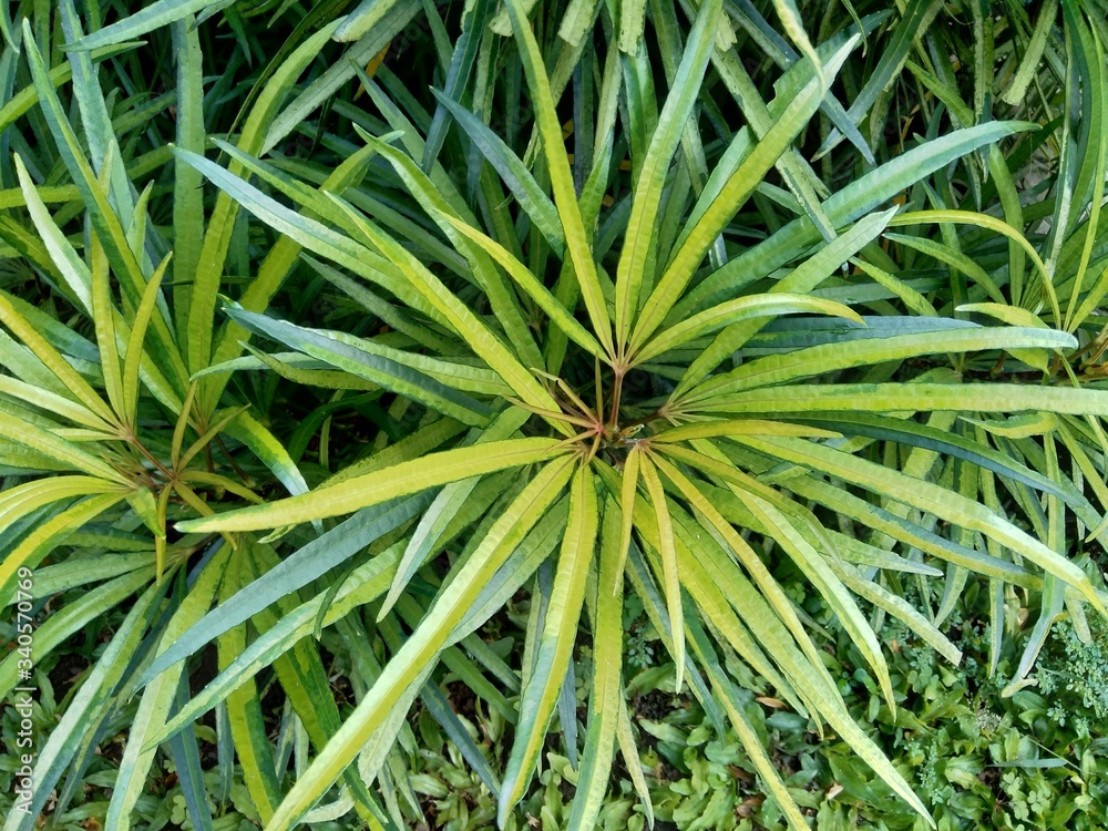 Osmoxylon lineare (ararea) flower with natural background Osmoxylon lineare (ararea) flower with natural background