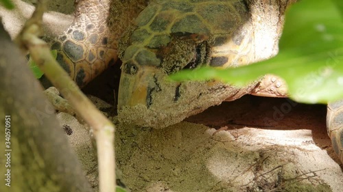 Close Up of a Hawksbill Turtle Face While Laying Eggs Under Shade in Her Nest photo