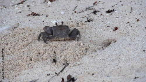 Ghost Crab Emerging From Hole Digging and Throwing Sand on Shore photo