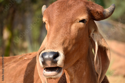 red color cow on out door