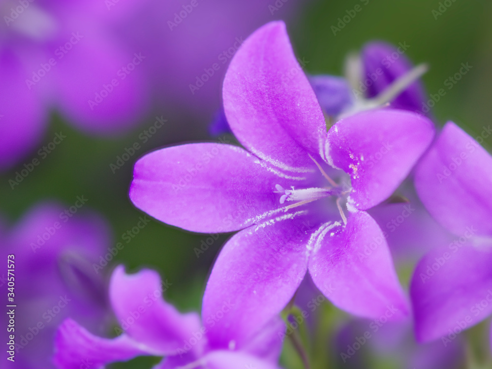 Campanule Campanule