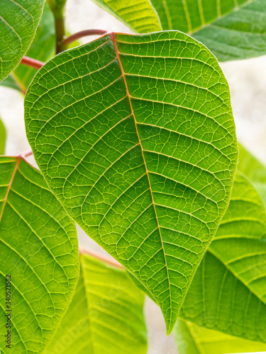 green leaf background with sunlight in a sunny day outdoors 