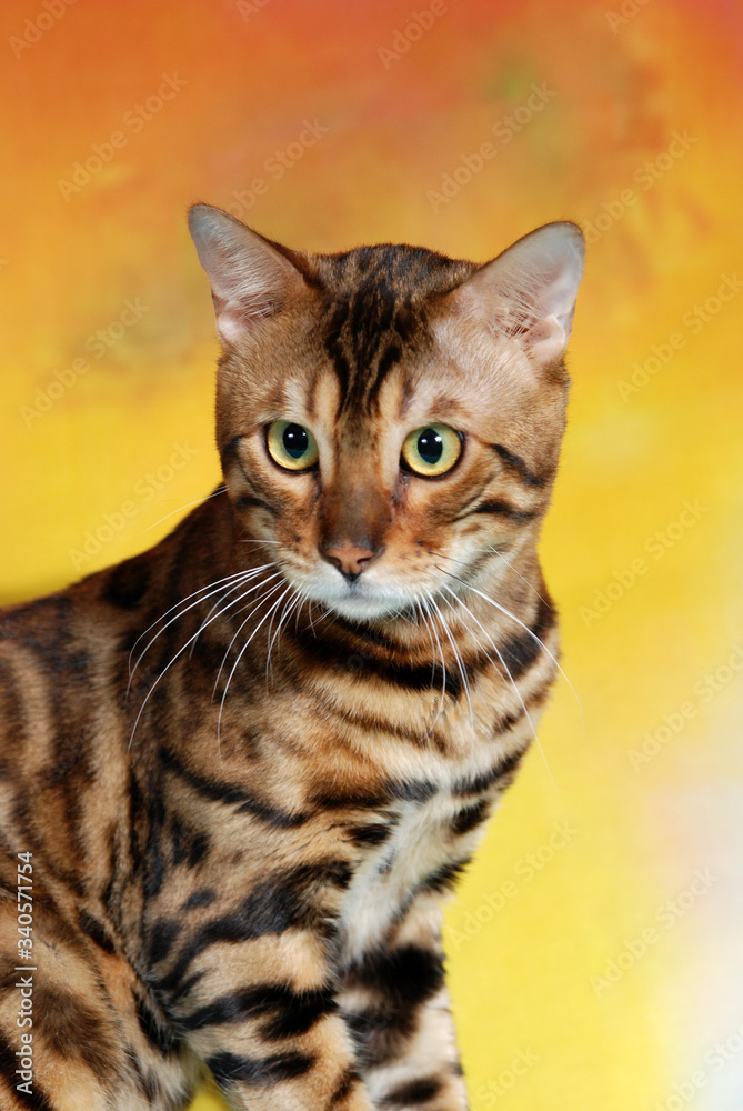 cat show on background full of color cat show on background full of color