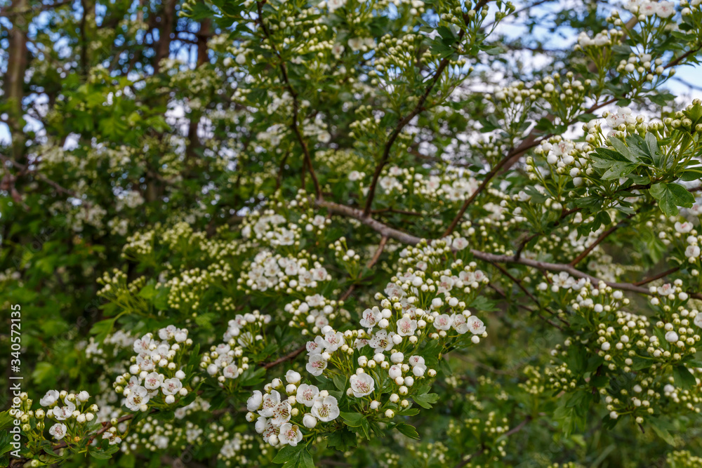 Crataegus monogyna. Ramas de majuelo con flores de pétalos blancos. Espino Albar o Blanco. Crataegus monogyna. Ramas de majuelo con flores de pétalos blancos. Espino Albar o Blanco.