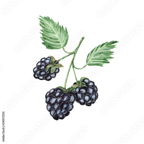 Watercolor illustration of blackberries on a twig on a white background